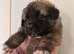Puppies for sale German shepherd cross St Bernard.  St shepherd ready for new home