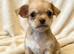 Chihuahua Cross Chinese Crested Pups