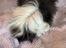 Guinea pig sows Alpaca adults