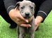 Whippet Puppies