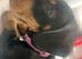 Miniature dachshund