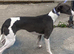 Outstanding whippet puppies