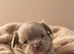 Chihuahua pups for sale