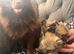 I have 3 stunning pomp&rsquo;s