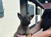 Belgian Malinois puppies