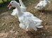 Sebastopol breeding pairs