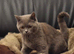 **British Shorthair Kittens**