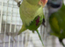 Alexenderian parrot