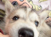 Siberian husky/Malamute puppies