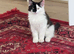 Oreo cat
