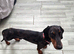 Dachshund
