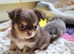 Stunning Russian/Thai long coat puppies