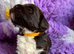 Miniature Australian Labradoodle Puppies