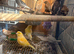 Cockatiels bengalese pair greenfinch javas