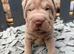 4 males 1female sharpies 8 weeks old ready now &pound;995