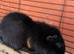 3 male Guineapigs