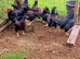 Cornish Game Bantam Pullets (females) & Stags (males)