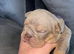 English bulldog puppies