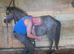 1yearly colts Welsh section A for sale
