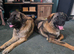 Caucasian shepherd x puppies