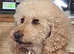 Standard Poodle for Stud
