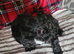 Cockapoo puppy