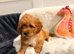 Beautiful Cavapoochon Puppy&rsquo;s For Sale Kent