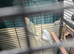 Ringneck parrot