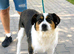 Florence "Flo" - Loving Medium-Sized Collie Shepherd Cross for Adoption