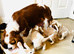 KC Registered Blenheim puppies