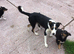 Two Adorable Border Collie Puppies
