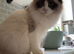 Ragdoll girl