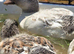 Duckling of different ages available