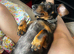 Miniature dachshund