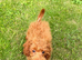 Male Cavapoo