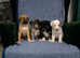 Blue Merle Collie X Lurcher puppies