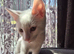 Kitten For Sale