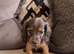 Miniature Long Haired Dachshund Puppies Available!