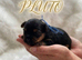 Adorable Yorkshire/Biewer Terriers