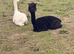 11 month old male alpacas