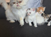Persian cross ragdoll