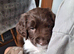 1 male kc puppy age 5 weeks