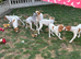Gorgeous Pointer puppies looking for new homes
