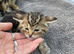 Stunning Rosette Striped Bengal kittens