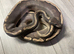 GHI yellow belly ball python