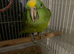 Yellow nape Amazon tame and talking with small cage