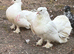 BREEDING PAIR FOR SALE