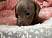 Beautiful Miniature Dachshund Puppies