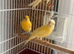 3 yellow canerys