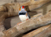 Zebra Finches for sale,4